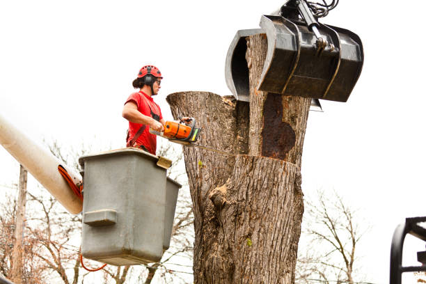 How Our Tree Care Process Works  in  Spackenkill, NY